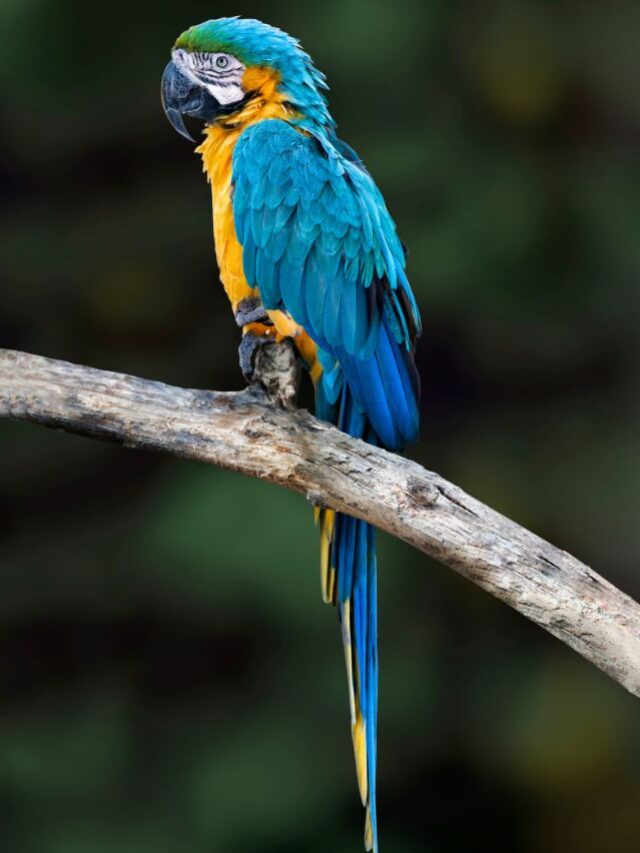 7 Rarest Birds in the World